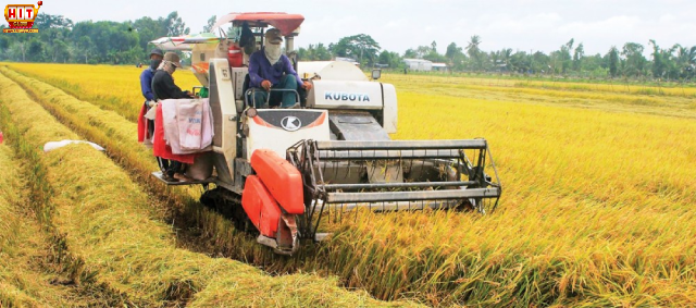 Nằm mộng thấy thu hoạch lúa